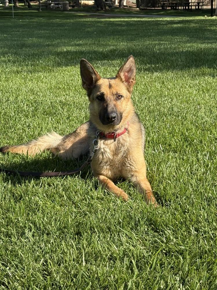 Enlarge Luna, a Adopted German Shepherd Dog in Canyon Country, CA image 6/6