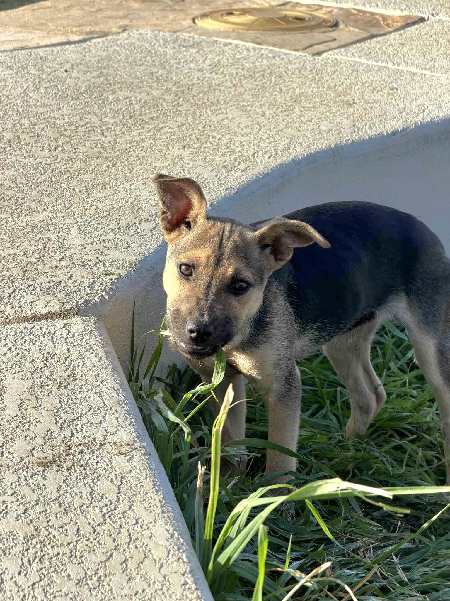 Enlarge Belle, a Adoptable mixed breed in Brattleboro , VT image 6/6