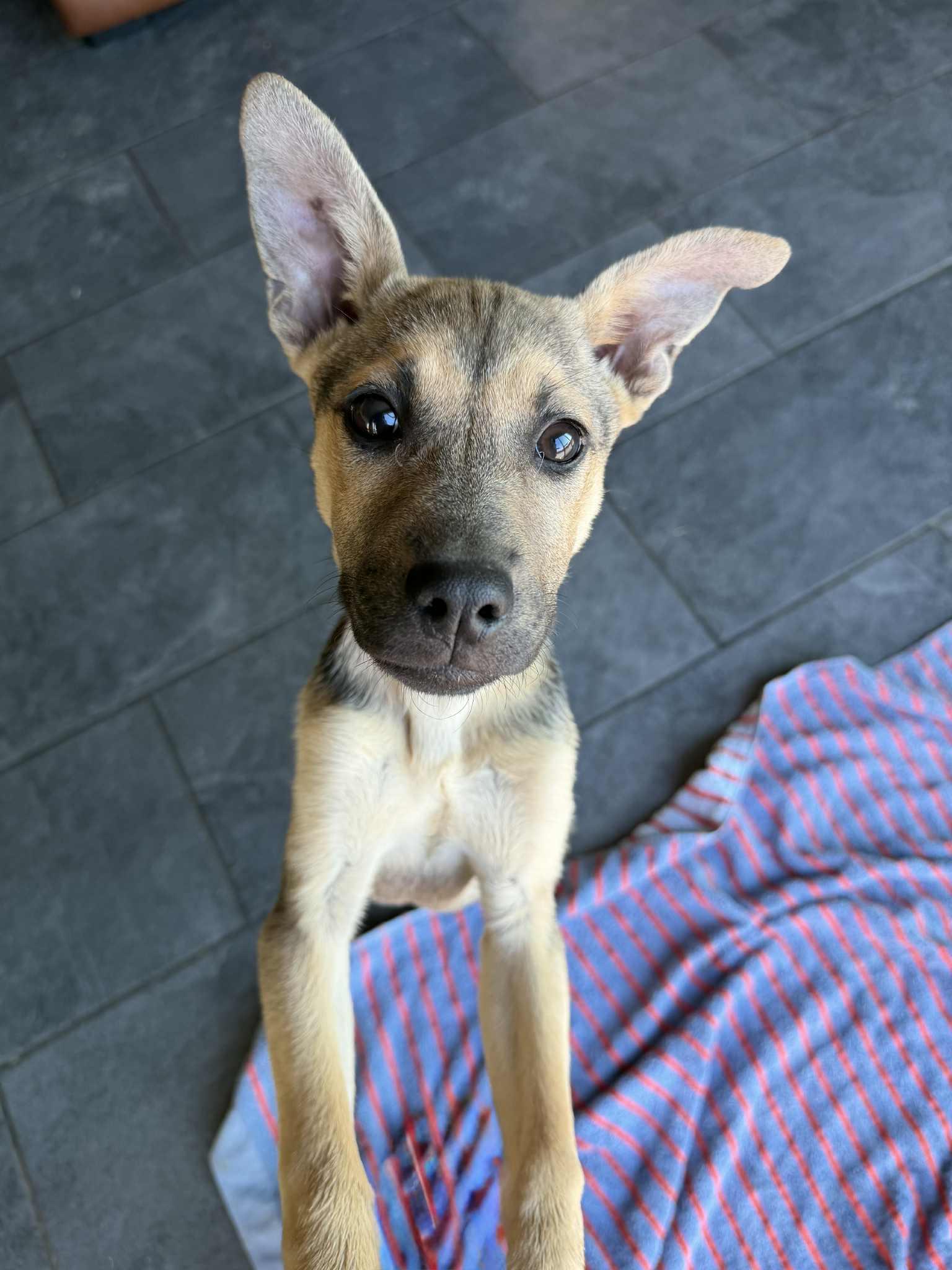 Enlarge Belle, a Adoptable mixed breed in Brattleboro , VT image 4/6