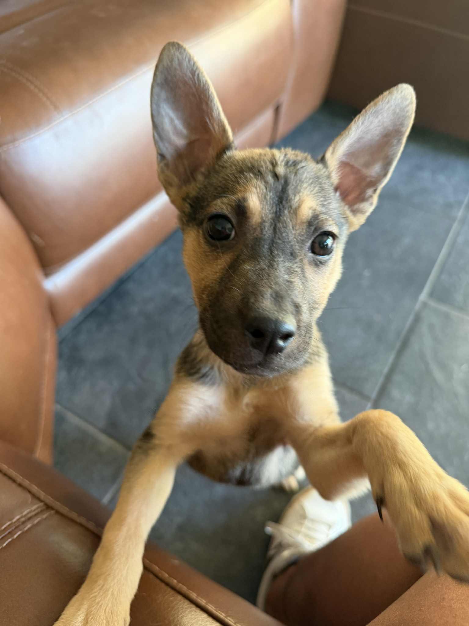 Enlarge Belle, a Adoptable mixed breed in Brattleboro , VT image 5/6