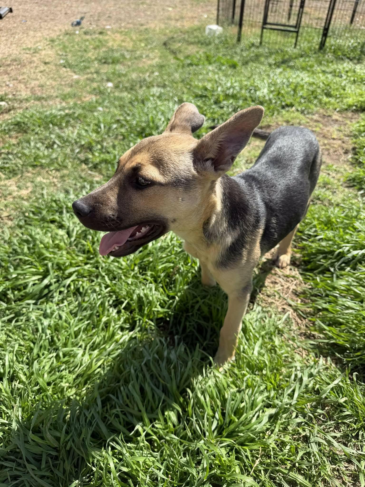 Enlarge Belle, a Adoptable mixed breed in Brattleboro , VT image 1/6