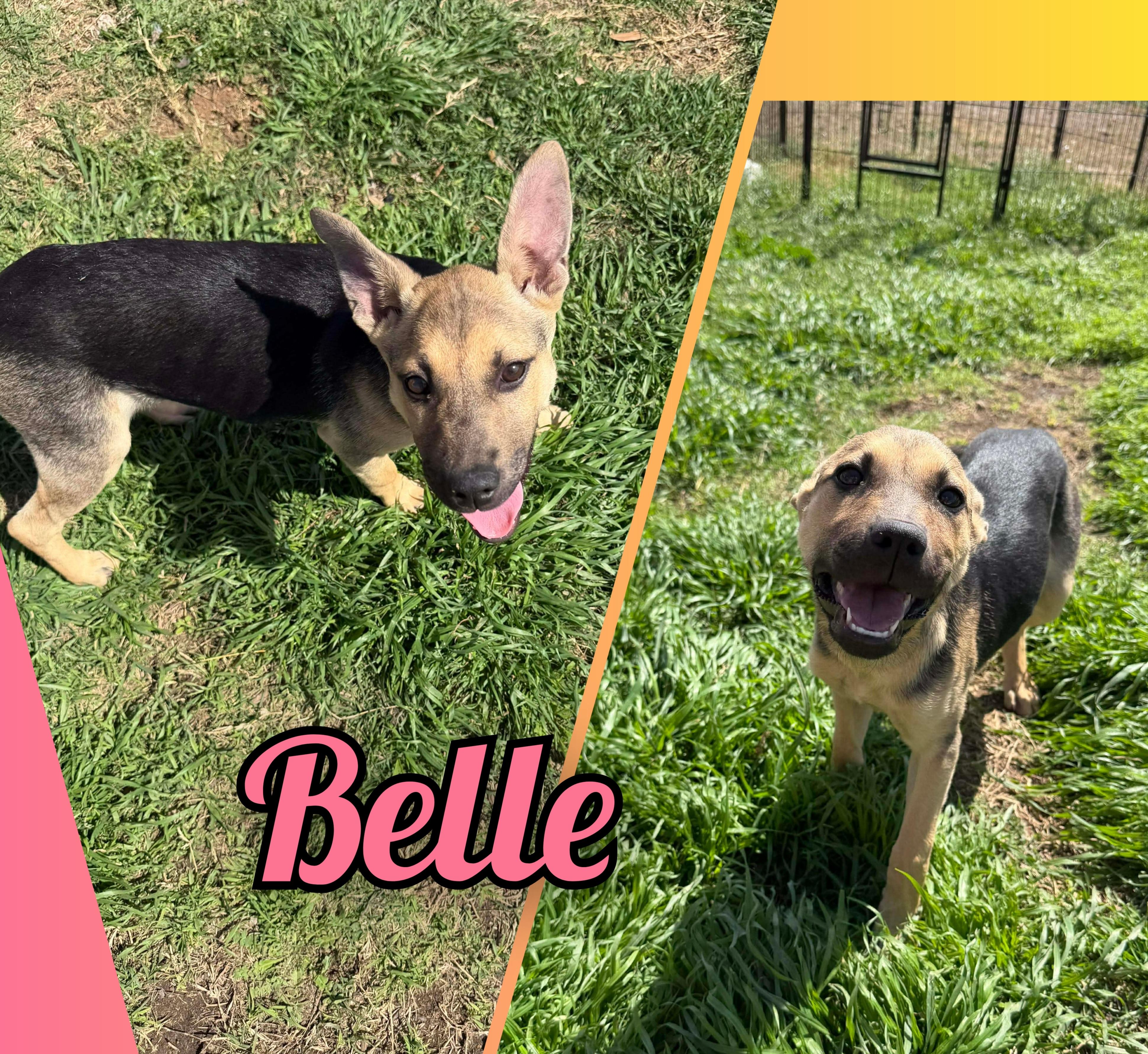 Enlarge Belle, a Adoptable mixed breed in Brattleboro , VT image 2/6