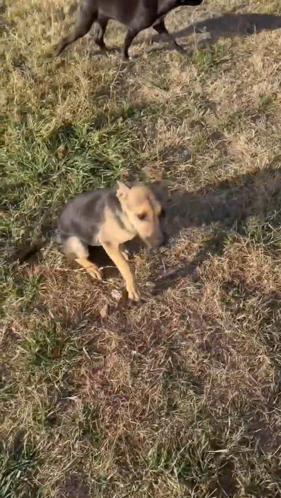 Enlarge Belle, a Adoptable mixed breed in Brattleboro , VT video 3/6