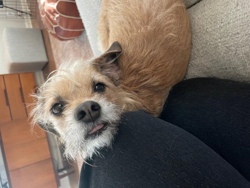 Ellie, Adoptable, Adult Female Terrier.