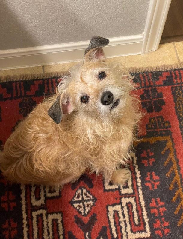 Enlarge Ellie, a Adoptable Terrier in Helotes, TX image 2/3