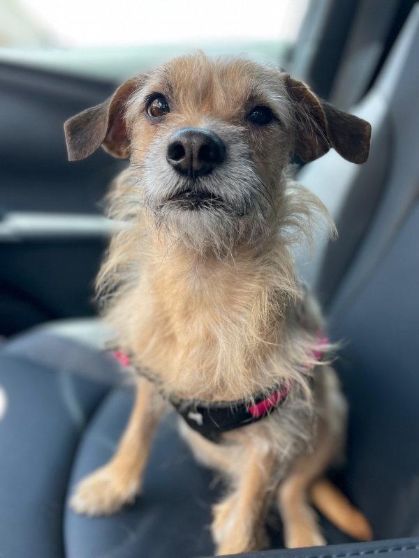 Enlarge Ellie, a Adoptable Terrier in Helotes, TX image 3/3