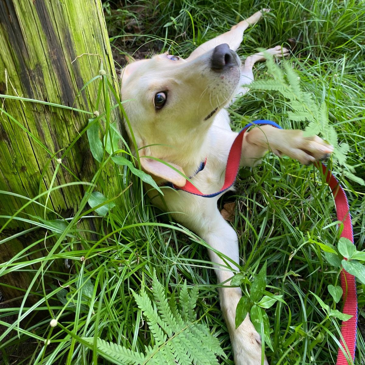 Enlarge GRAPEY "Hurry to love me!" (Currently in Puerto Rico), a Adoptable mixed breed in New York, NY image 6/6