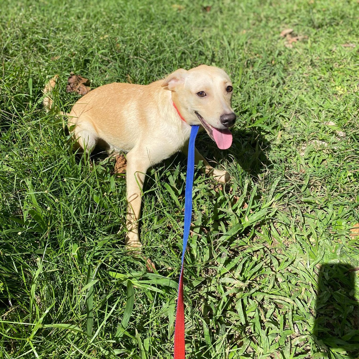 Enlarge GRAPEY "Hurry to love me!" (Currently in Puerto Rico), a Adoptable mixed breed in New York, NY image 2/6