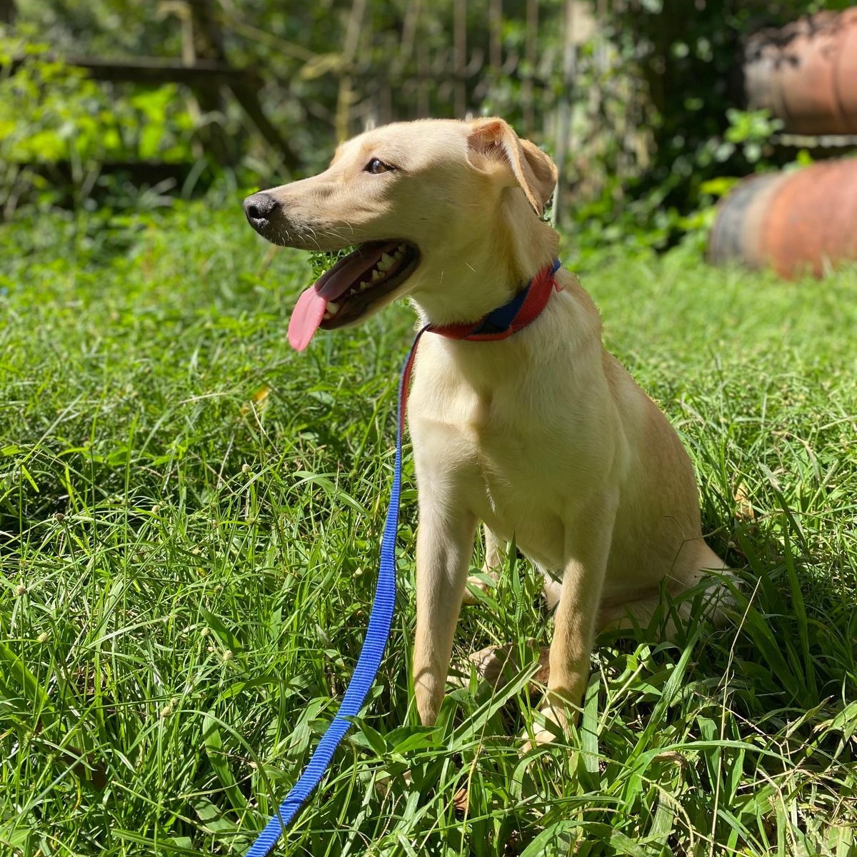 Enlarge GRAPEY "Hurry to love me!" (Currently in Puerto Rico), a Adoptable mixed breed in New York, NY image 4/6