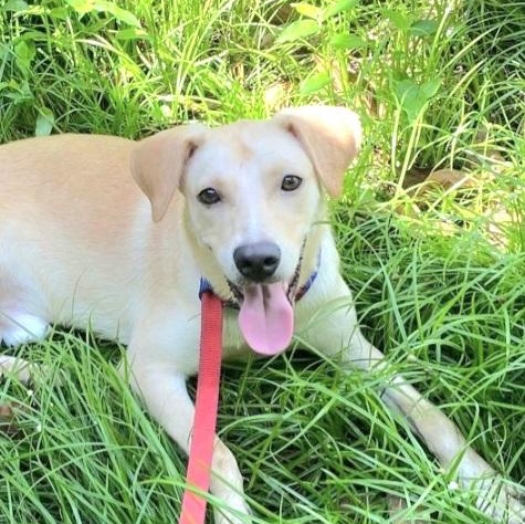GRAPEY "Hurry to love me!" (Currently in Puerto Rico), Adoptable, Young Male Labrador Retriever.