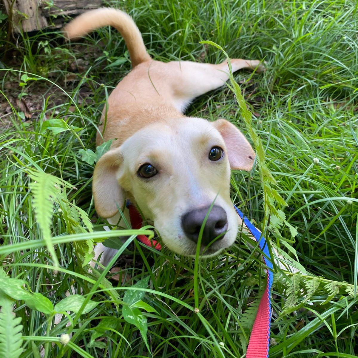 Enlarge GRAPEY "Hurry to love me!" (Currently in Puerto Rico), a Adoptable mixed breed in New York, NY image 5/6