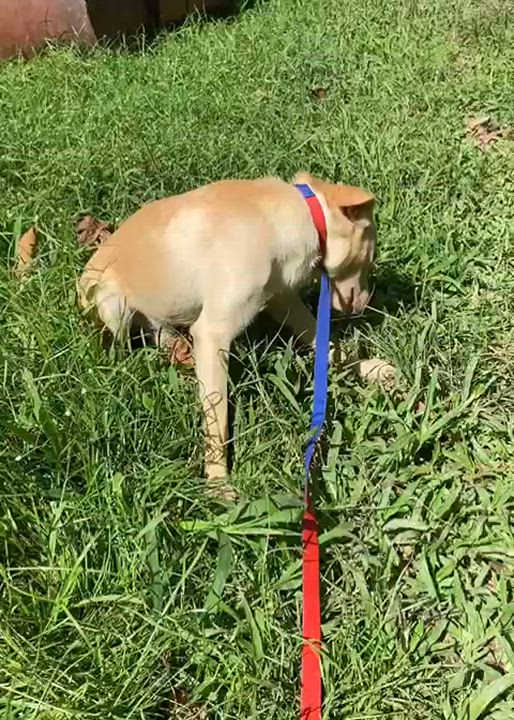 Enlarge GRAPEY "Hurry to love me!" (Currently in Puerto Rico), a Adoptable mixed breed in New York, NY video 3/6