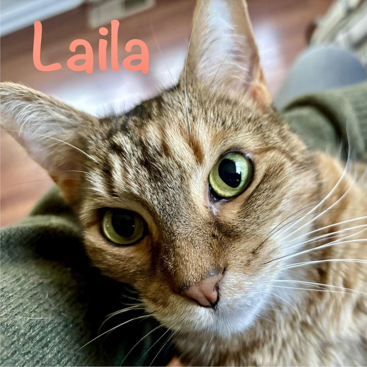 Enlarge Laila, a Adoptable Domestic Short Hair in Reston, VA image 2/3