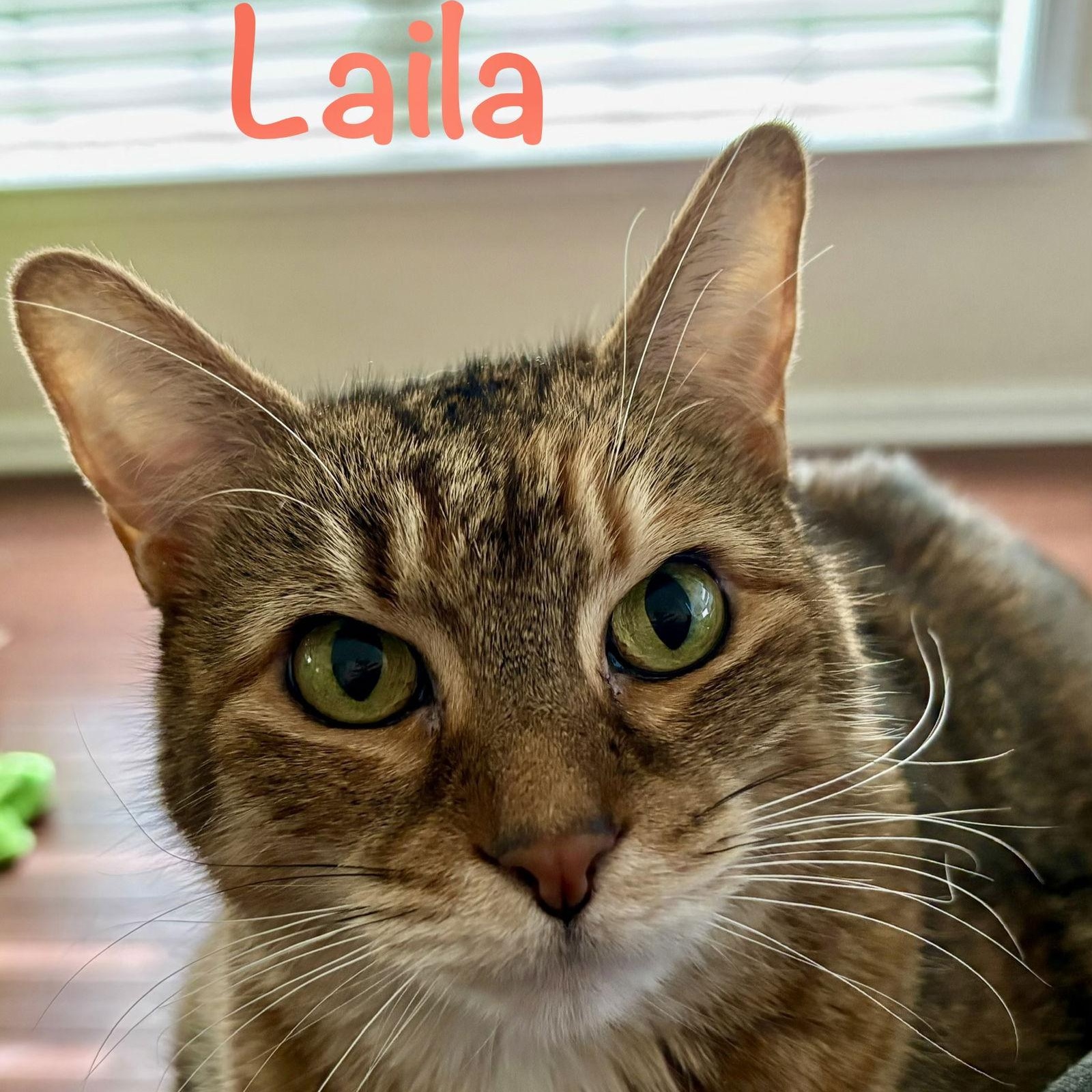 Enlarge Laila, a Adoptable Domestic Short Hair in Reston, VA image 1/3