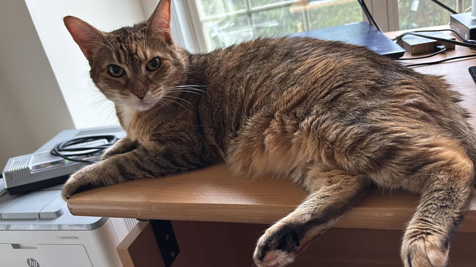 Enlarge Laila, a Adoptable Domestic Short Hair in Reston, VA image 3/3