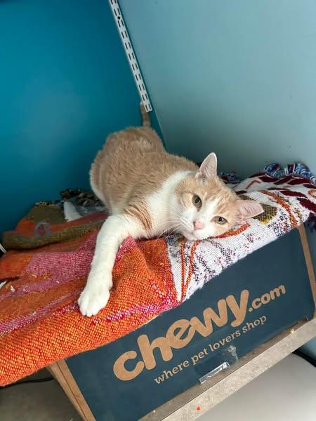 Enlarge Carlisle, a Adoptable Domestic Short Hair in Chesapeake Beach, MD image 1/1