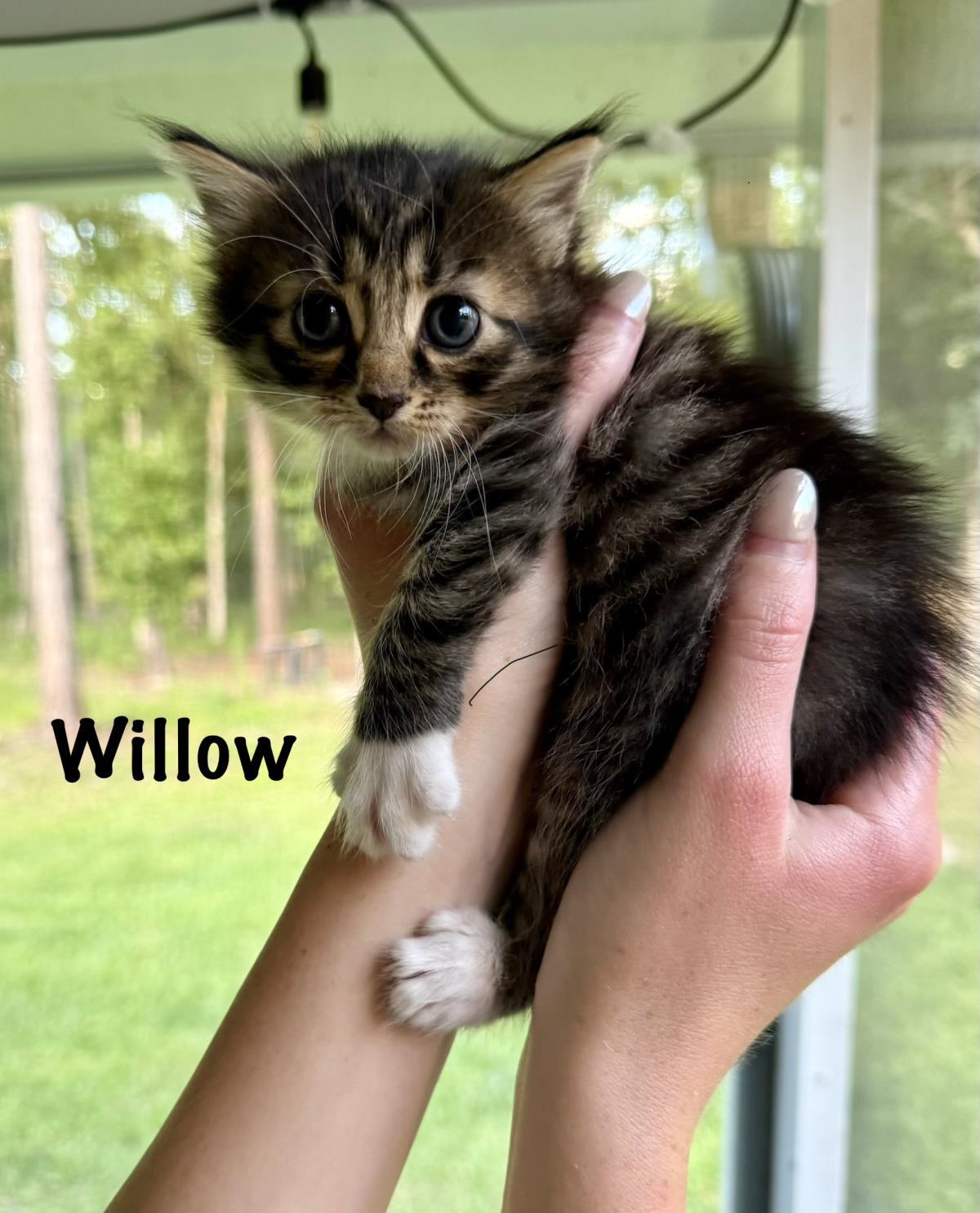 Willow, Adoptable, Kitten Female Domestic Medium Hair & Tabby.