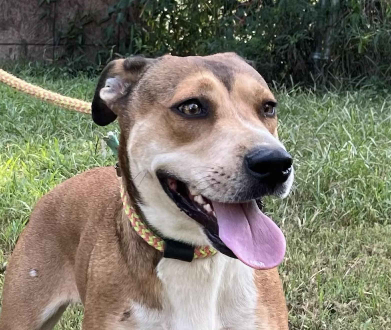 Baby Girl #2, Adoptable, Adult Female Shepherd & Husky.