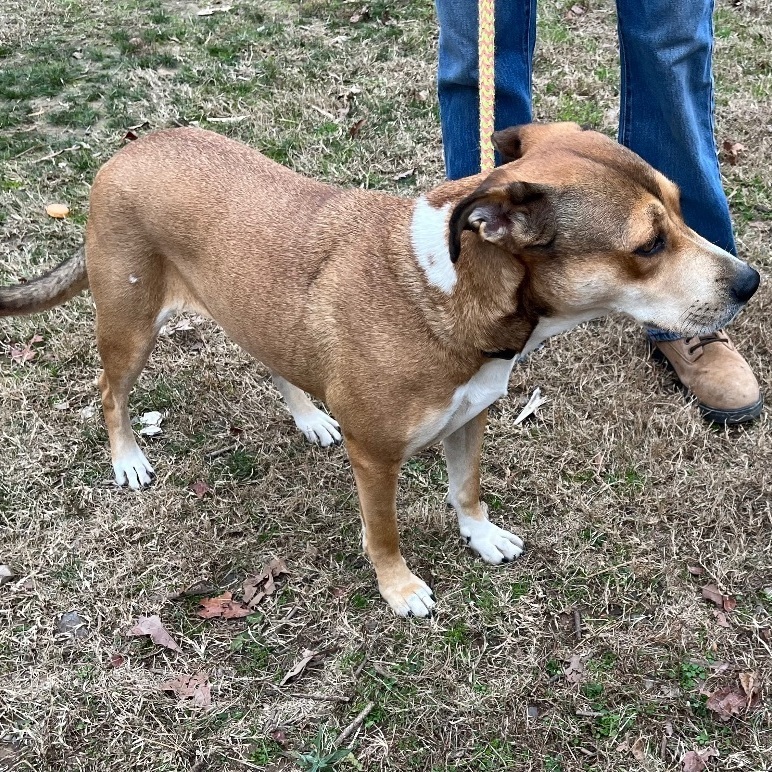 Enlarge Baby Girl #2, a Adoptable mixed breed in Martinsburg, WV image 2/6