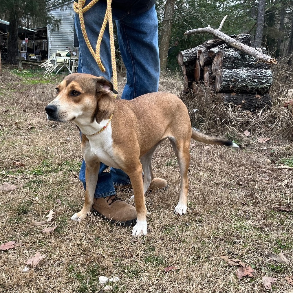 Enlarge Baby Girl #2, a Adoptable mixed breed in Martinsburg, WV image 3/6
