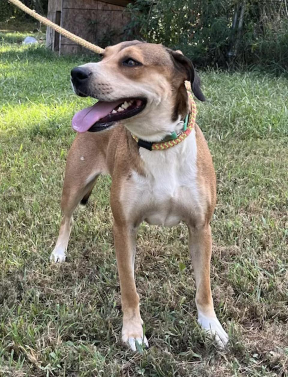 Enlarge Baby Girl #2, a Adoptable mixed breed in Martinsburg, WV image 6/6