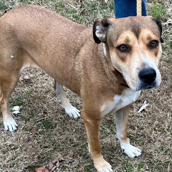 Enlarge Baby Girl #2, a Adoptable mixed breed in Martinsburg, WV image 4/6