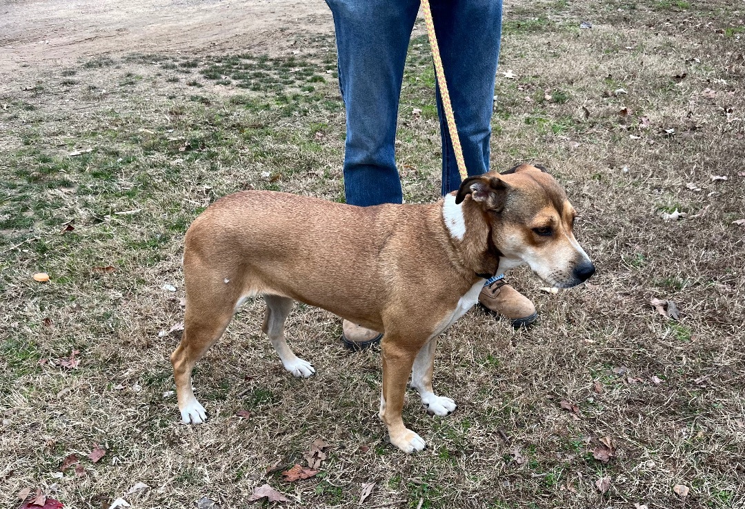 Enlarge Baby Girl #2, a Adoptable mixed breed in Martinsburg, WV image 5/6