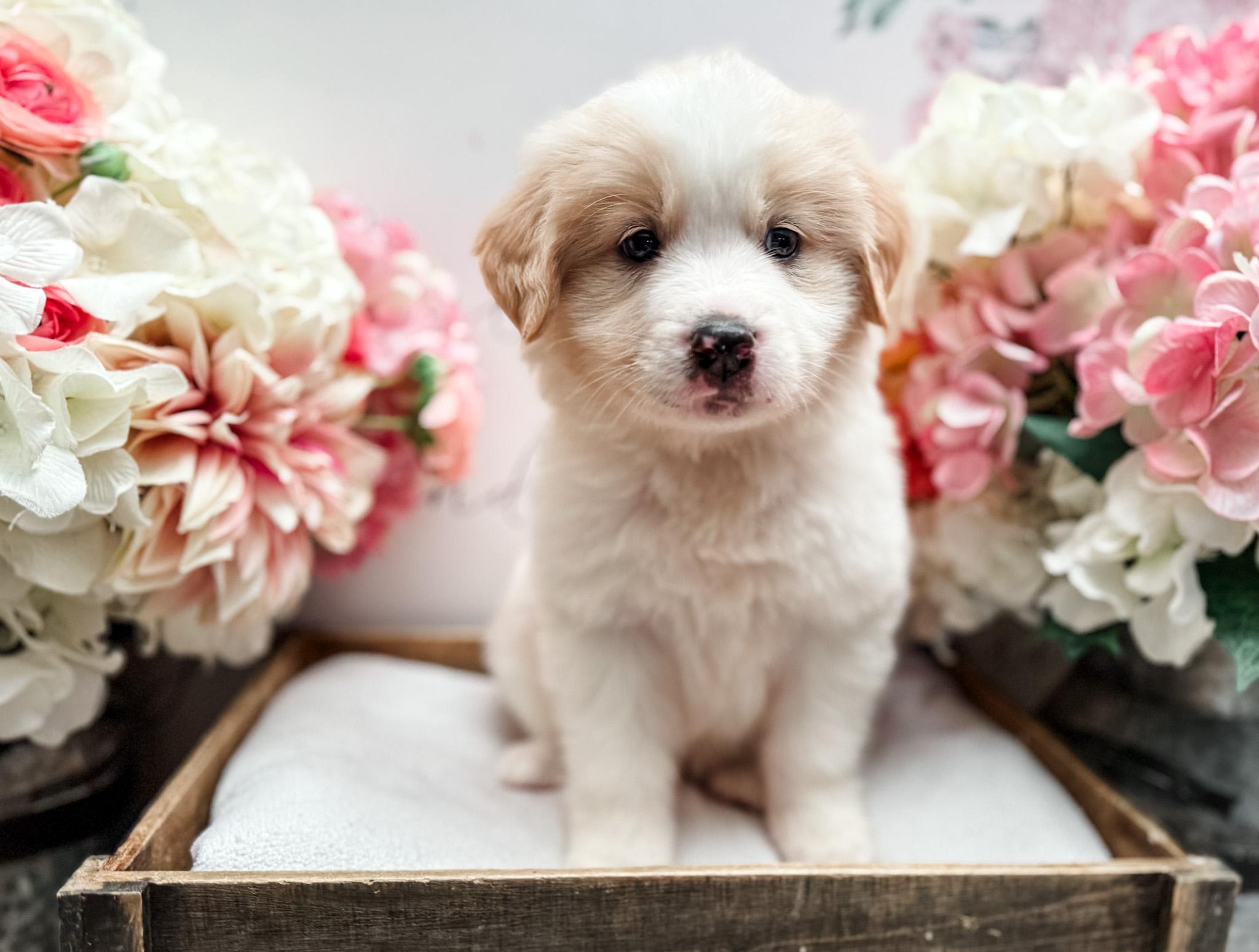 Enlarge Huckleberry, an adopted mixed breed in Newberg, OR image 3/3
