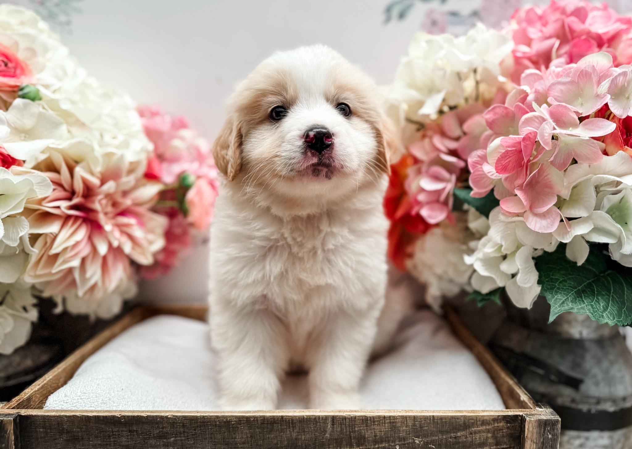 Enlarge Huckleberry, an adopted mixed breed in Newberg, OR image 1/3