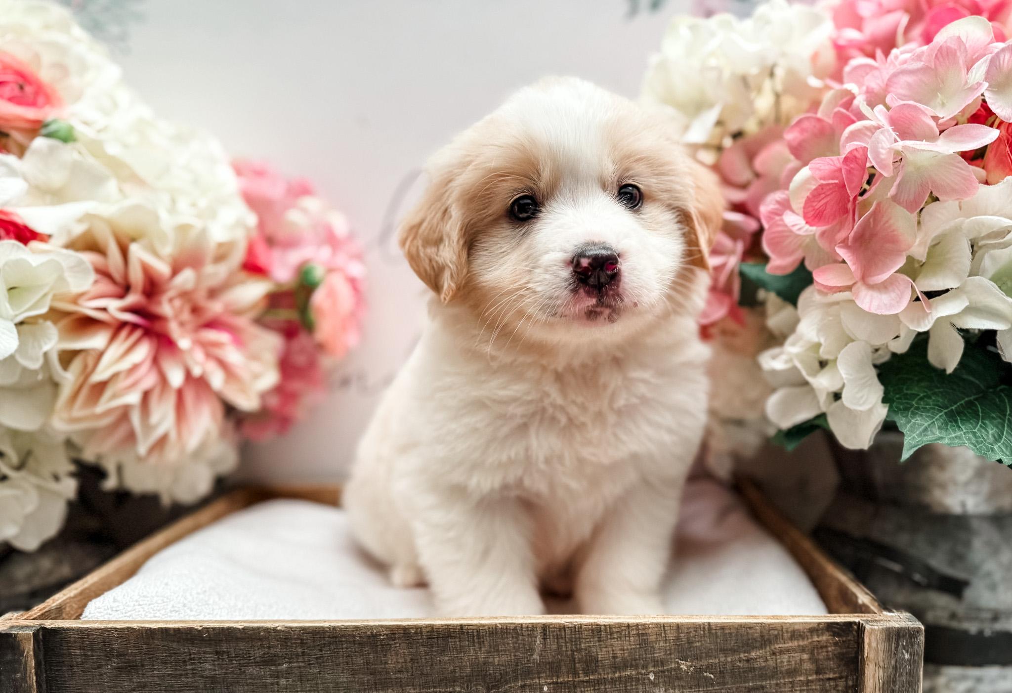 Enlarge Huckleberry, an adopted mixed breed in Newberg, OR image 2/3
