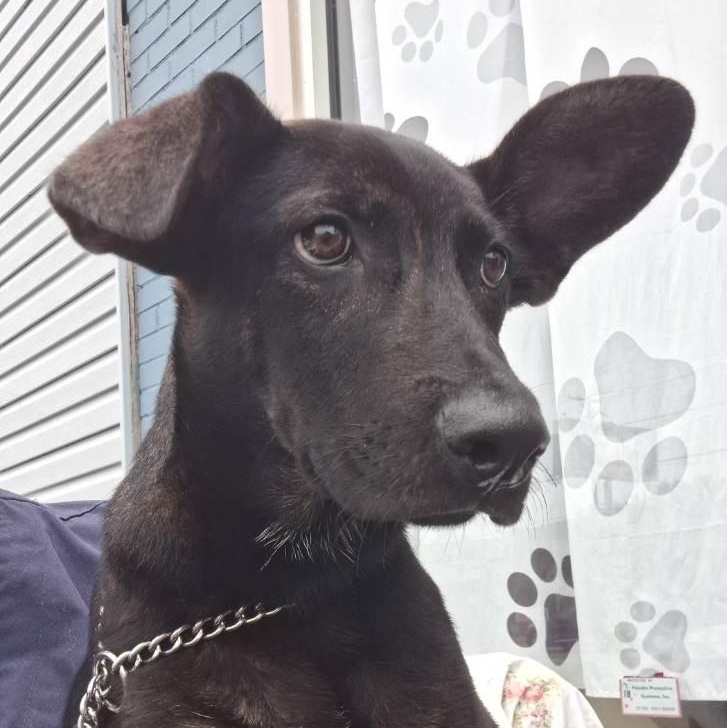 Bert, adoptable, Puppy Male Hound.