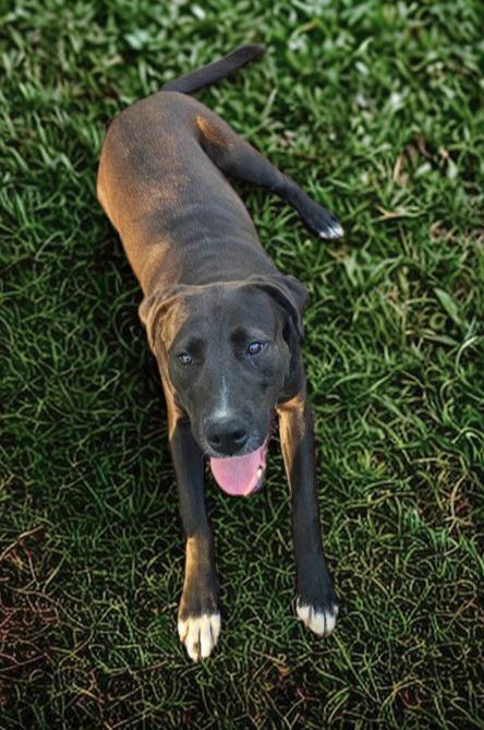 Bruce (jh), a Adoptable Black Labrador Retriever in White Bluff, TN image 1/3