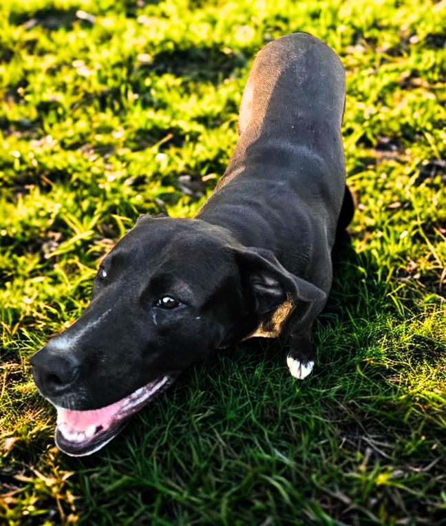 Bruce (jh), a Adoptable Black Labrador Retriever in White Bluff, TN image 2/3