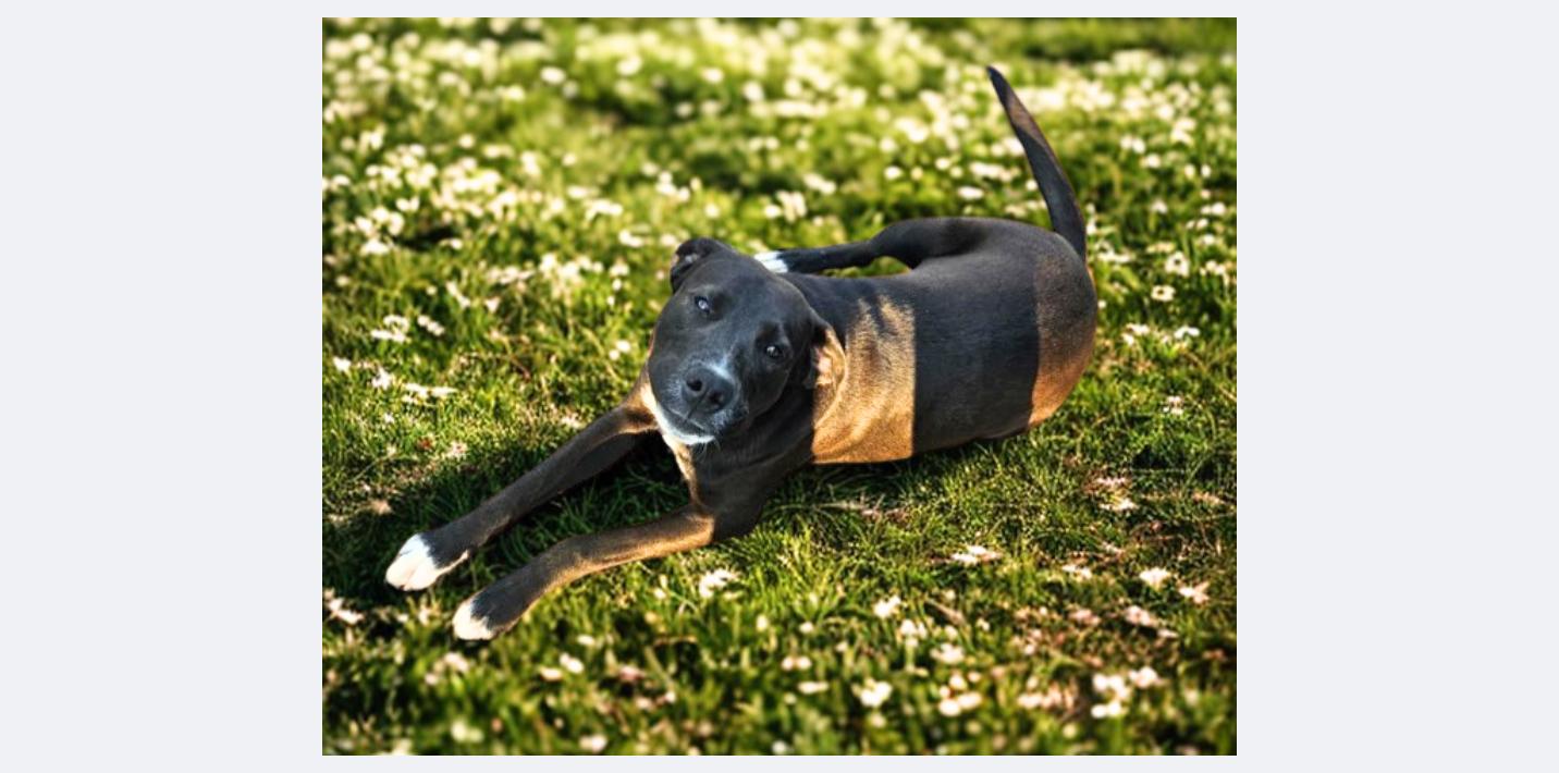 Bruce (jh), a Adoptable Black Labrador Retriever in White Bluff, TN image 3/3