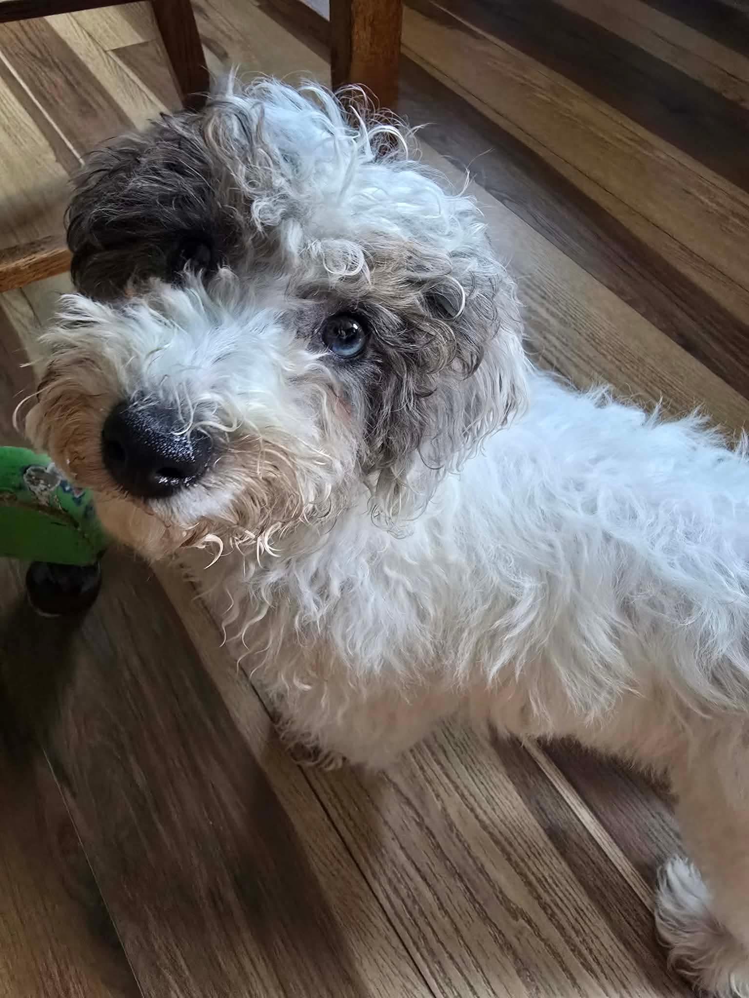 Enlarge Ivy, a Adopted Miniature Poodle in St. Clairsville, OH image 2/2