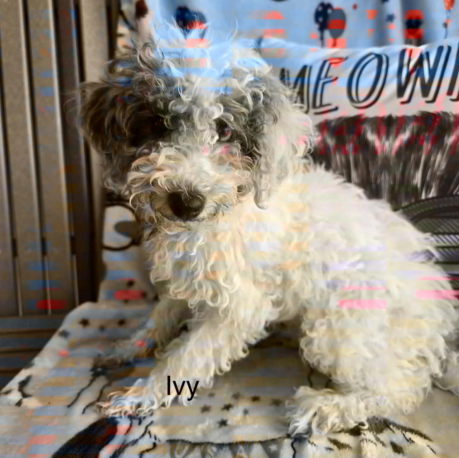 Enlarge Ivy, a Adopted Miniature Poodle in St. Clairsville, OH image 1/2