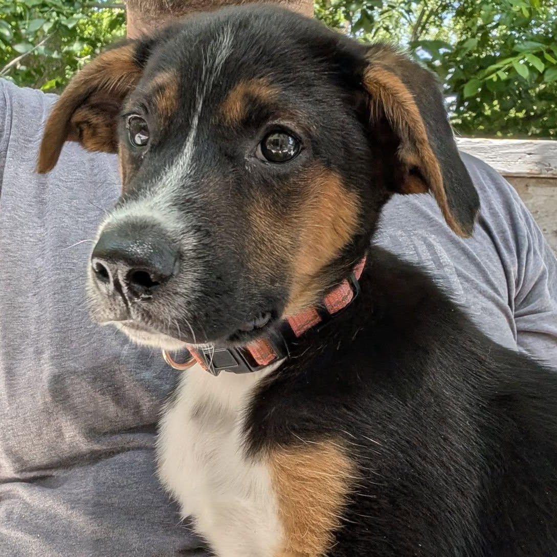 Joey Tribbiani, Baby Male Mixed Breed