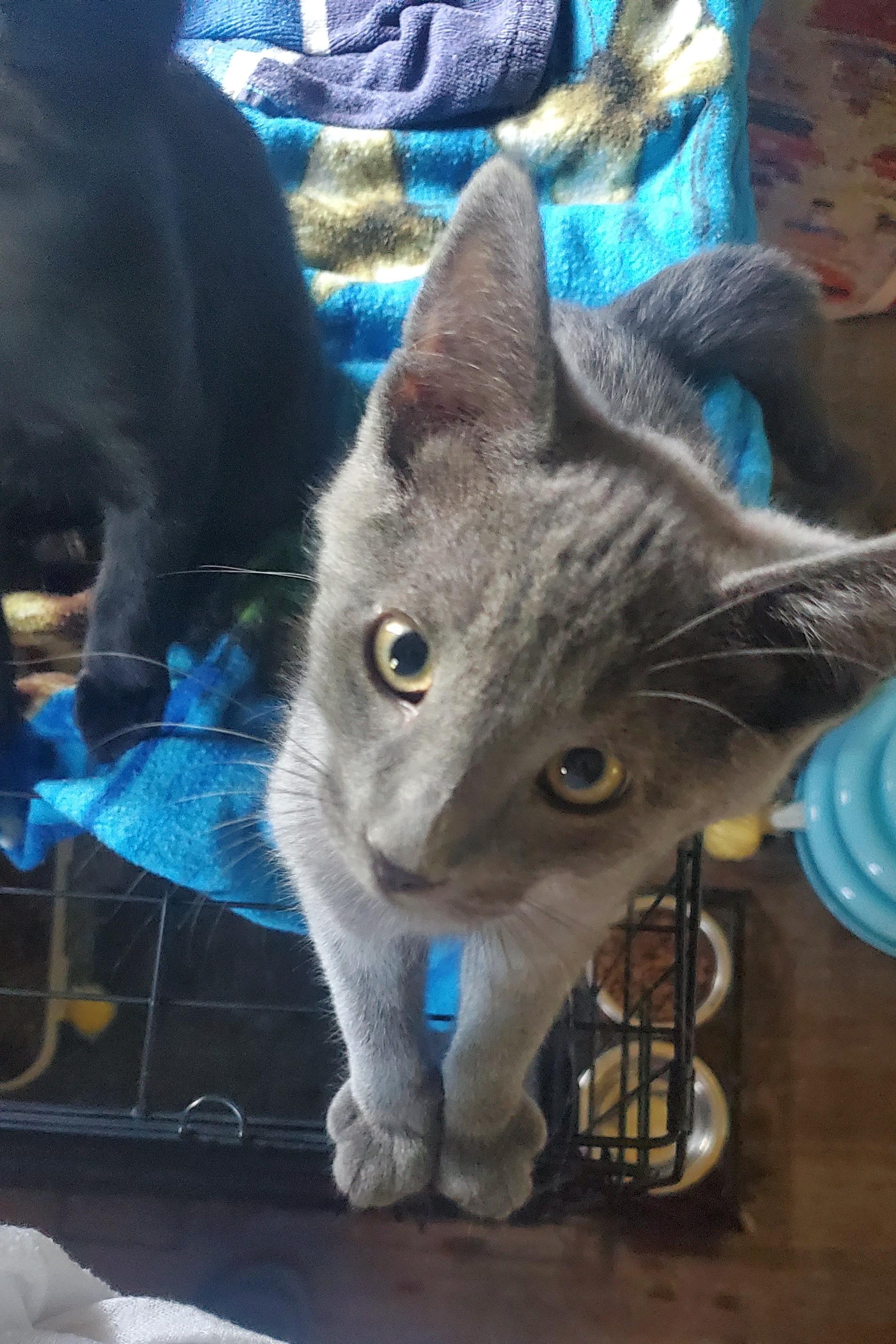 Guapo, a Adoptable Domestic Short Hair in Stockholm, WI image 4/5