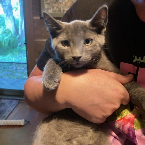 Guapo, a Adoptable Domestic Short Hair in Stockholm, WI image 3/5
