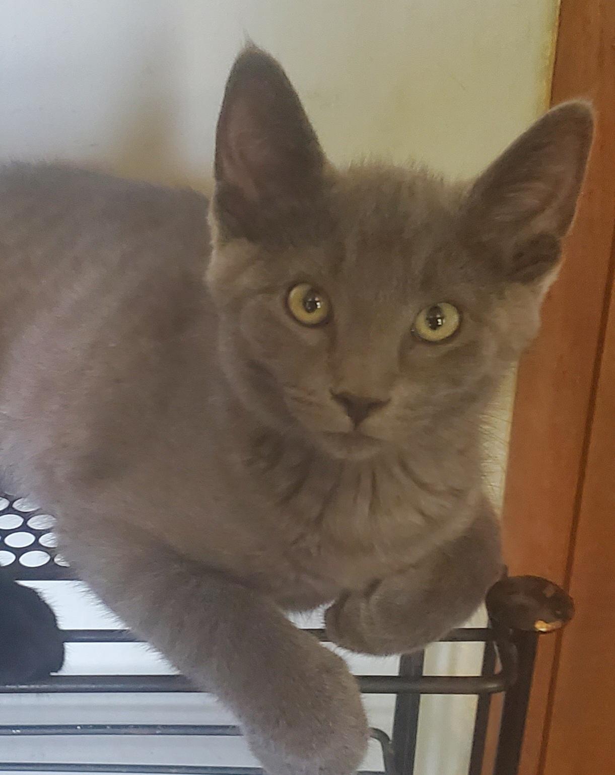 Guapo, a Adoptable Domestic Short Hair in Stockholm, WI image 1/5