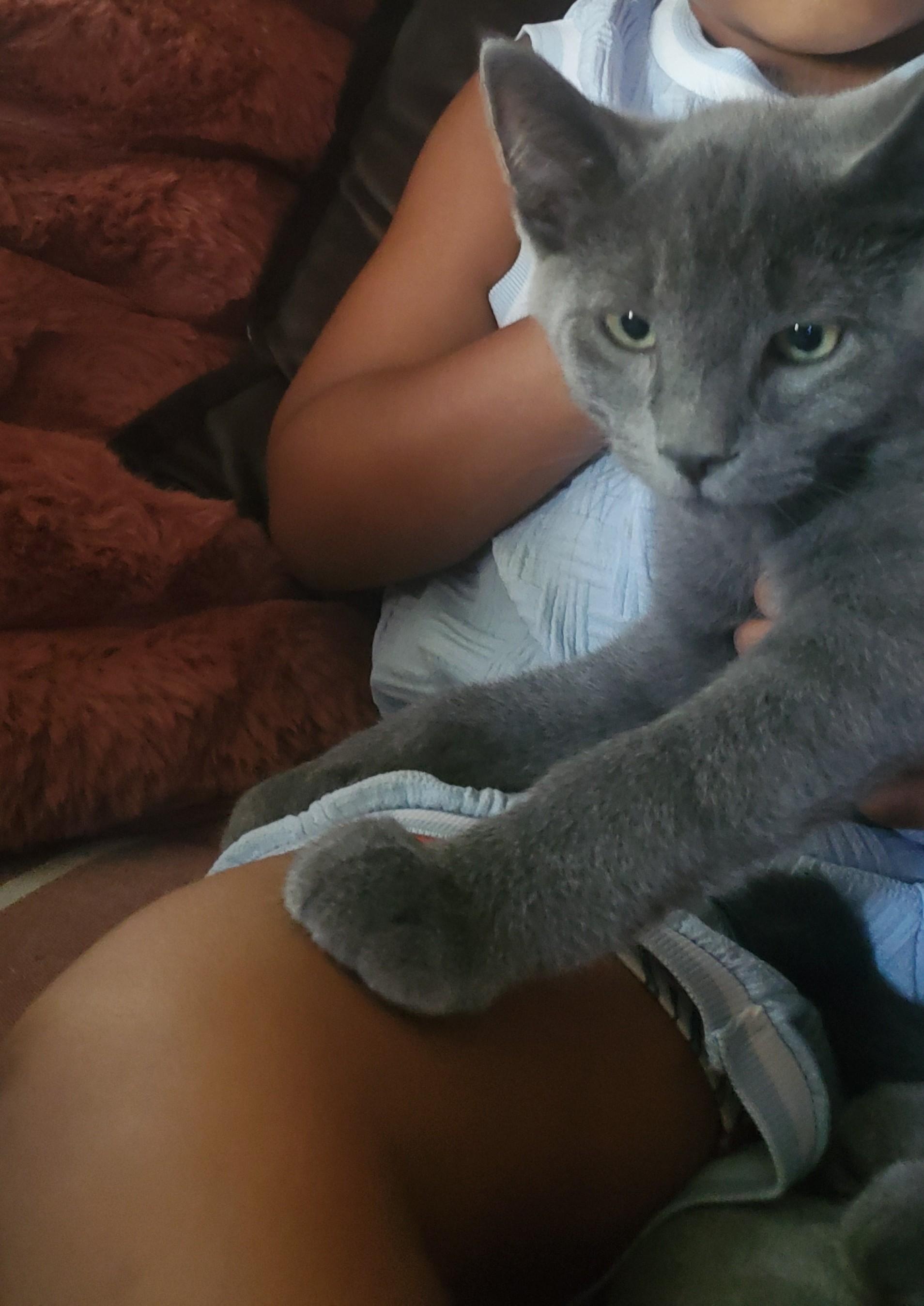 Guapo, a Adoptable Domestic Short Hair in Stockholm, WI image 2/5