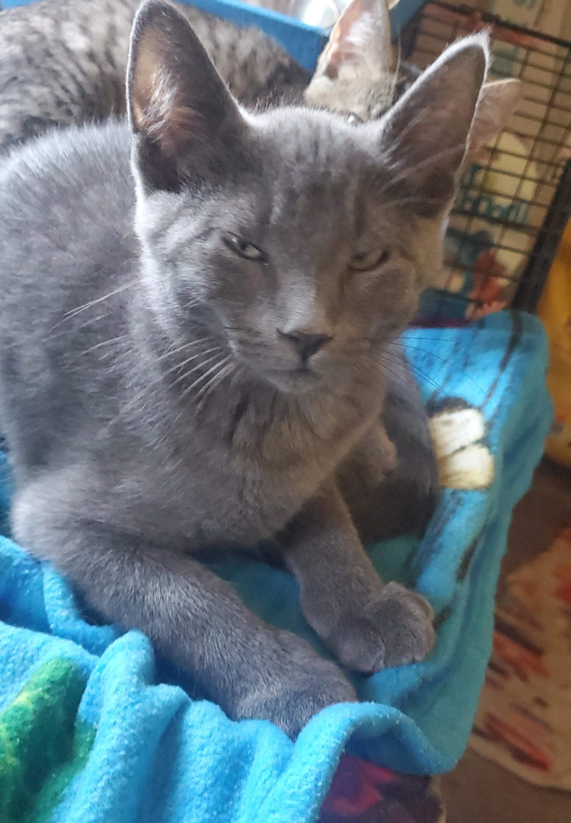 Guapo, a Adoptable Domestic Short Hair in Stockholm, WI image 5/5