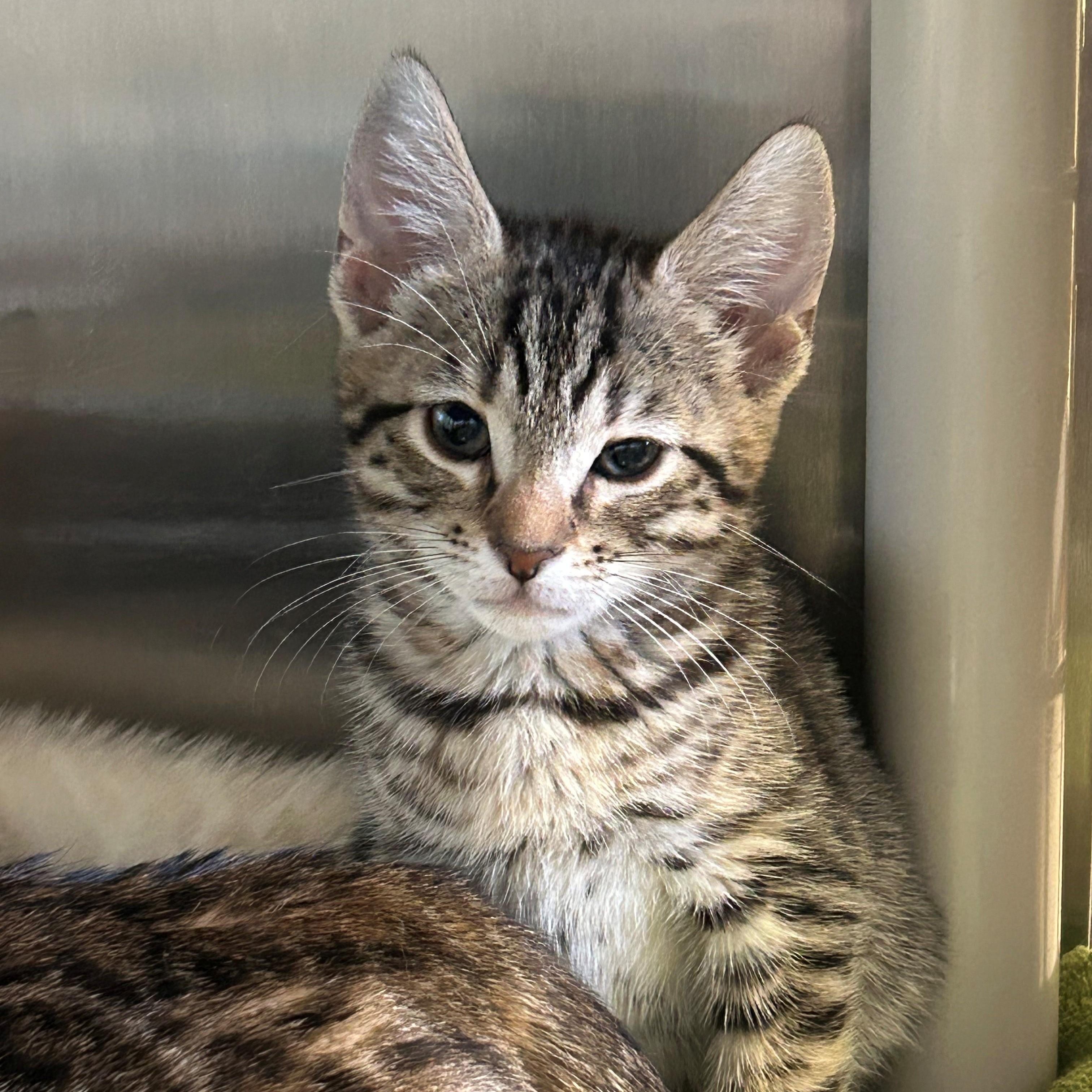 Enlarge Blossom, a Adoptable mixed breed in Margate, FL image 1/1