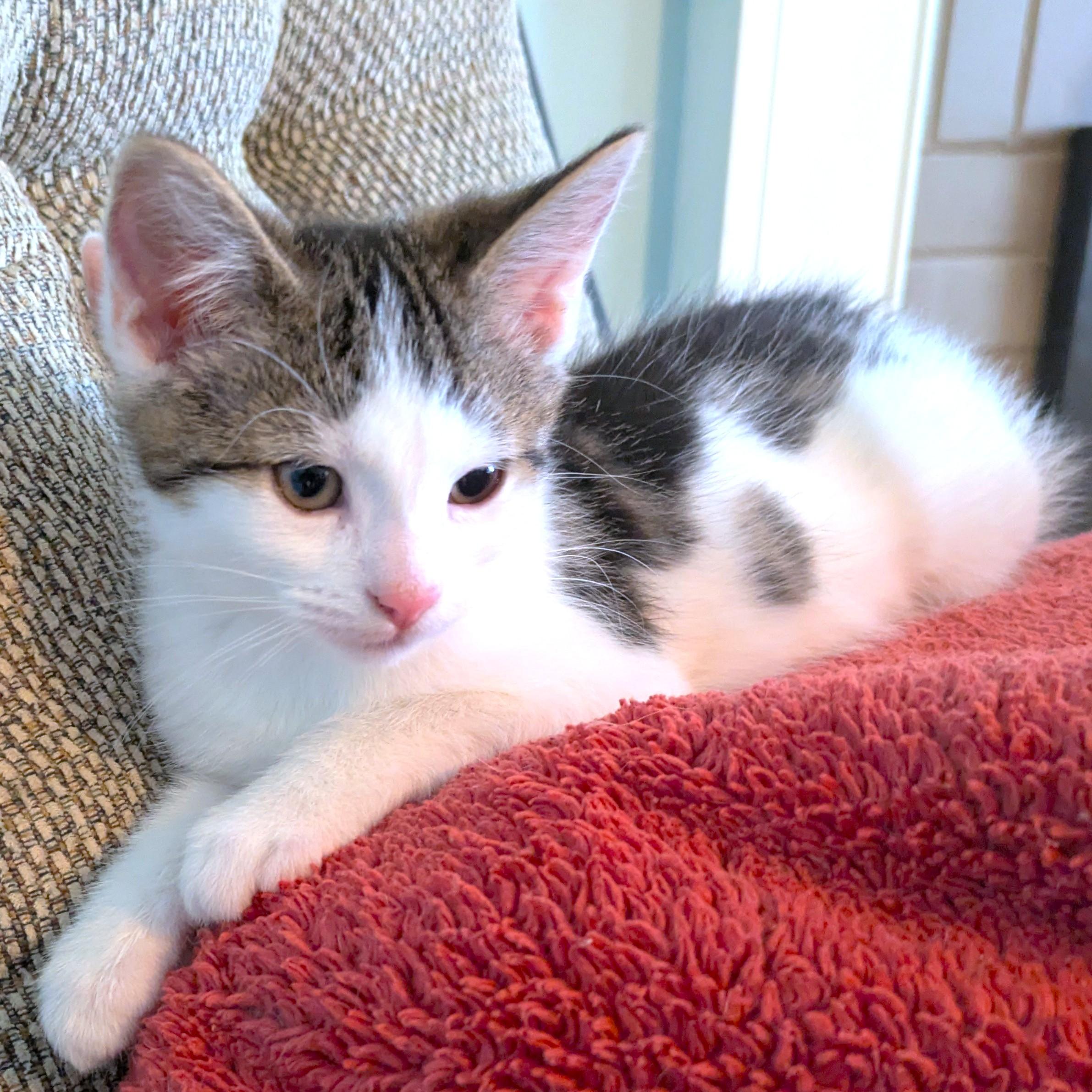 WONDERFUL WOLF - BONDED TO HAM!, Adoptable, Kitten Male Bengal & Turkish Van.