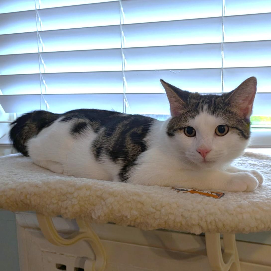 WONDERFUL WOLF - BONDED TO HAM!