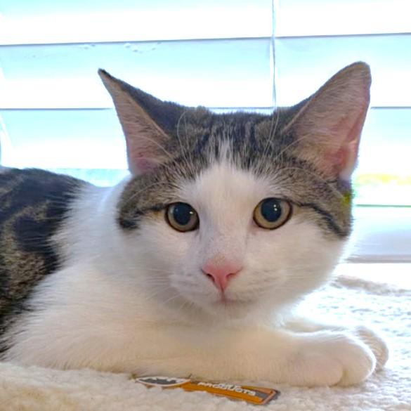 WONDERFUL WOLF - BONDED TO HAM!, a Adoptable mixed breed in Danbury, CT image 3/6