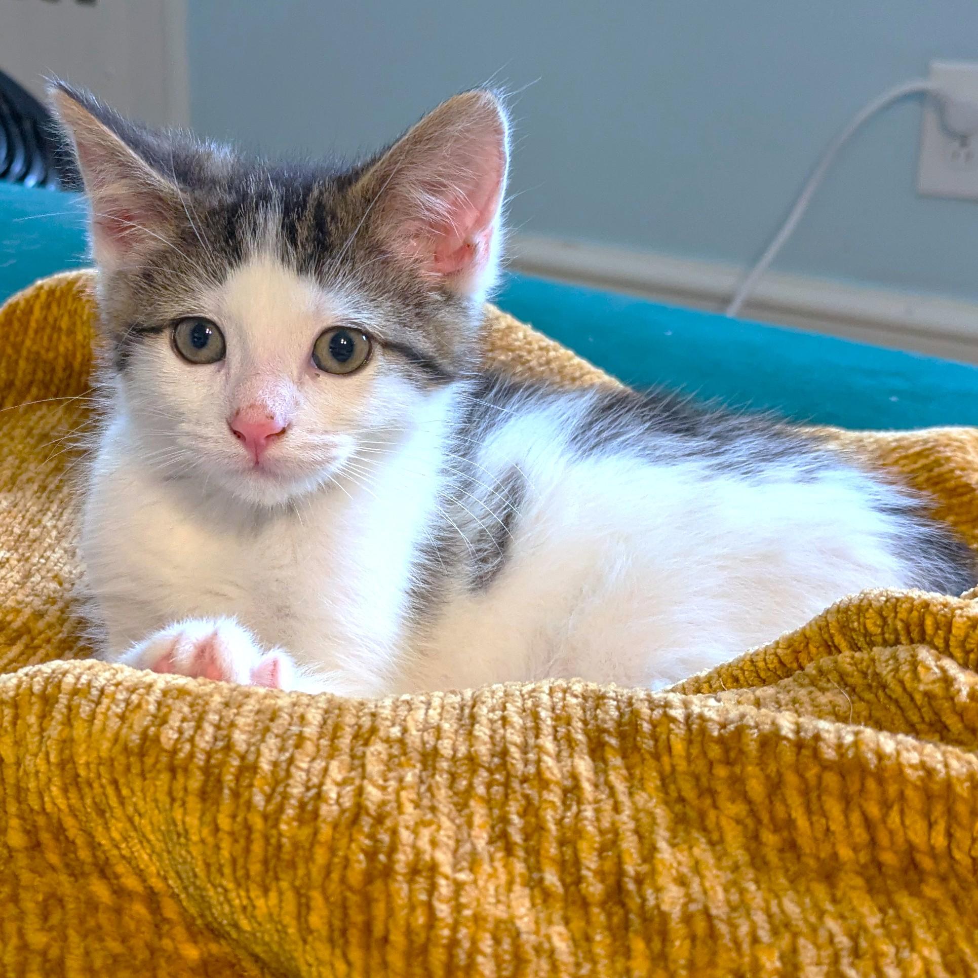 WONDERFUL WOLF - BONDED TO HAM!