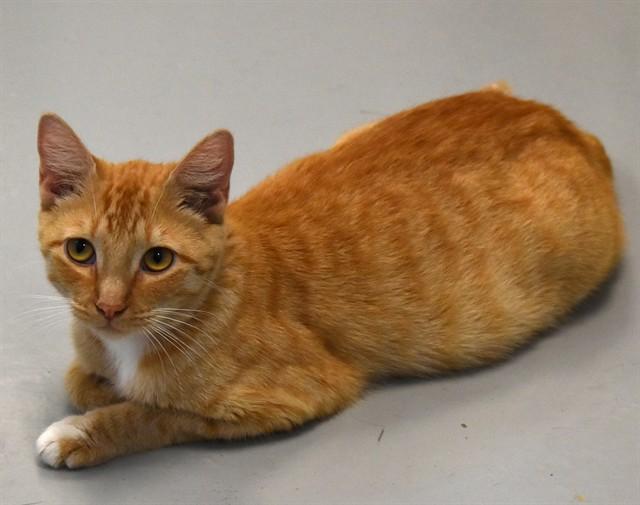 JUNO, Adoptable, Young Female Domestic Short Hair.