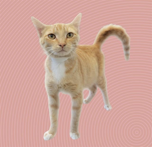 Enlarge JUNO, a Adoptable Domestic Short Hair in Sarasota, FL image 1/1