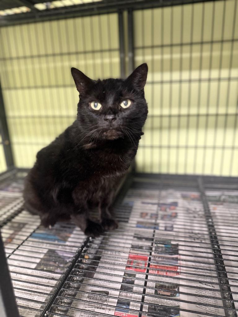 Chicago Party Aunt, Adoptable, Senior Female Domestic Short Hair.